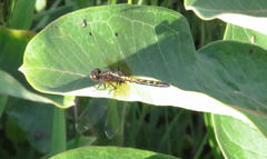 Leucorrhinia intacta