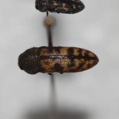 Acmaeodera cribricollis