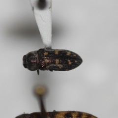 Acmaeoderopsis rockefelleri