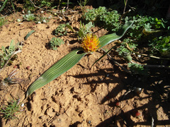 Daubenya marginata