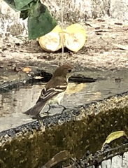 Myiophobus fasciatus