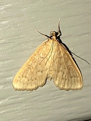 Framinghamia helvalis
