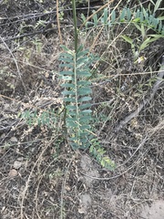 Astragalus trichopodus antisellii