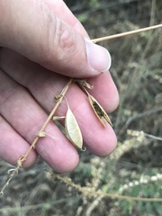 Astragalus trichopodus antisellii