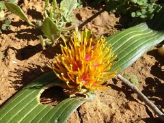 Daubenya marginata