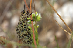 Palpares libelluloides