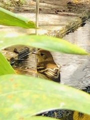 Myiophobus fasciatus