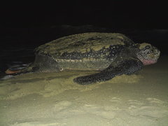 Dermochelys coriacea