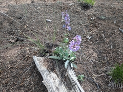 Penstemon mucronatus