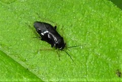 Slaterocoris