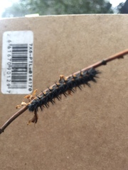 Euphydryas chalcedona