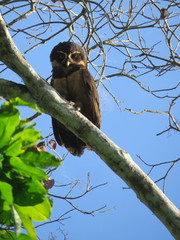 Pulsatrix perspicillata