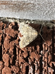 Chytolita morbidalis