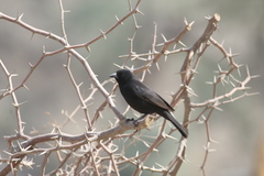 Oreopsar bolivianus