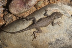 Tropidurus azurduyae