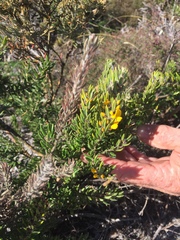 Aotus lanigera