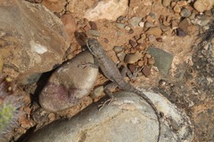 Tropidurus azurduyae