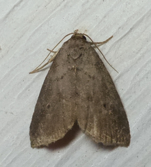 Hyperstrotia pervertens