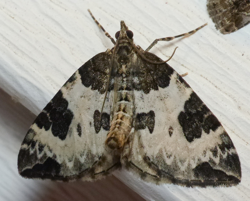 White Eulithis Moth photo 5