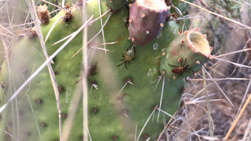 Cactus Coreid Bug from Hobbs on July 4, 2020 at 02:06 AM by stewpadasso ...