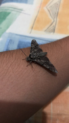 Ceratomia undulosa