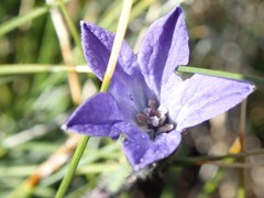 Campanula uniflora