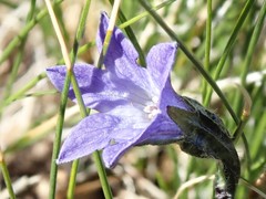 Campanula uniflora