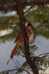 Cichladusa arquata
