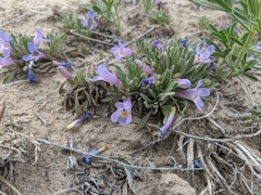 Penstemon yampaensis