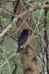 Melaenornis pammelaina