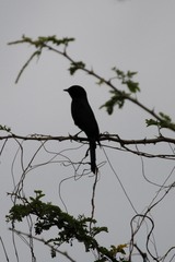 Melaenornis pammelaina