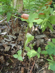 Arisaema stewardsonii