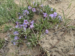 Penstemon yampaensis