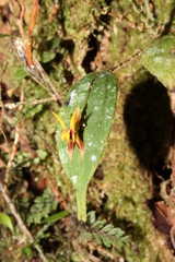 Lepanthes silverstonei