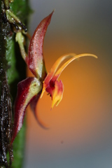 Lepanthes silverstonei