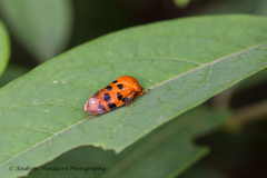 Cosmoscarta dorsimacula