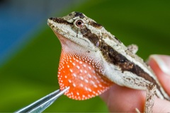 Anolis lemurinus