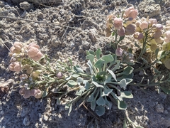Physaria didymocarpa