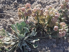 Physaria didymocarpa