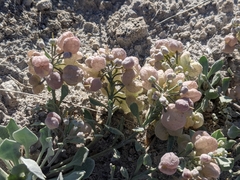 Physaria didymocarpa