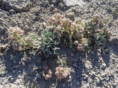 Physaria didymocarpa