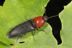Ampedus rubricollis