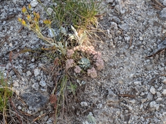 Physaria didymocarpa