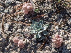 Physaria didymocarpa