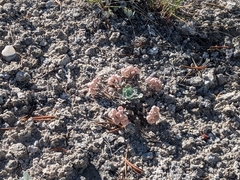 Physaria didymocarpa