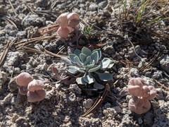 Physaria didymocarpa