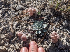 Physaria didymocarpa