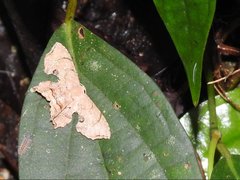 Dysaethria fulvihamata