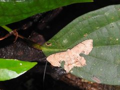 Dysaethria fulvihamata