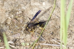 Ancistrocerus spinolae